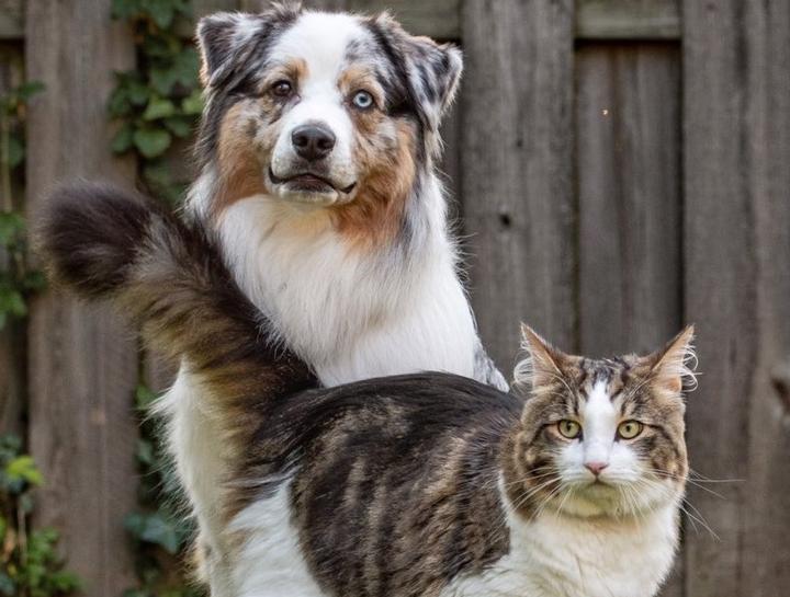 Cat & Dog Care