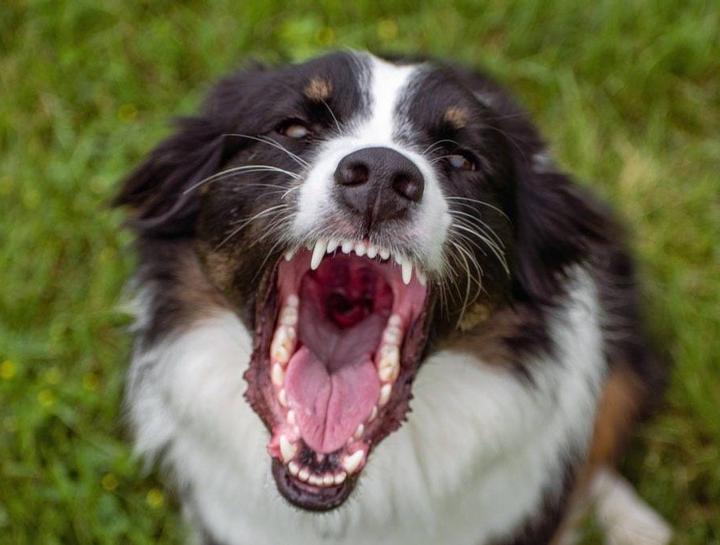 Oberlin Pet Dentists