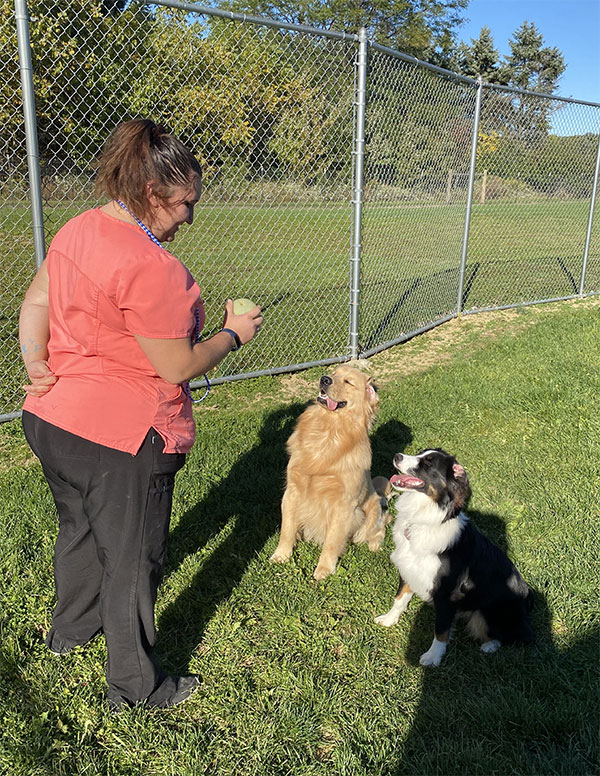 Pet Boarding Dog Boarding