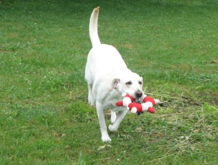 Dog Training in Oberlin